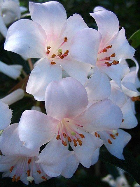 Celestial Petal Symphony: Serene Bouquet Harmony
